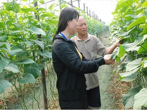 区种植中心蔬菜站及时指导秋大棚蔬菜生产 - 北京大兴信息网